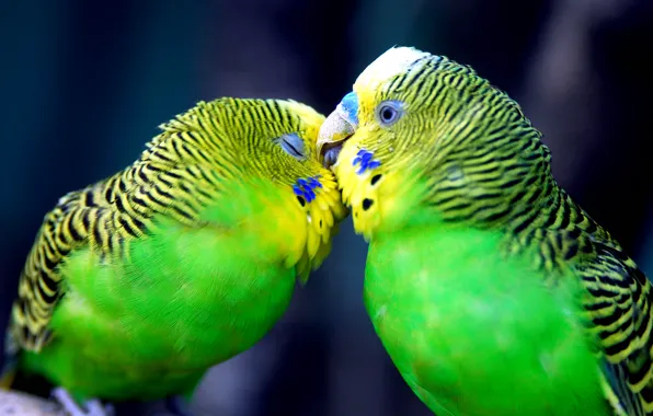 Любовь, нежность, чувства, поцелуй, попугаи
