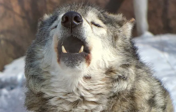 Картинка nature, predator, animal, wolf, wildlife, portrait, portrait., Canis lupus. face