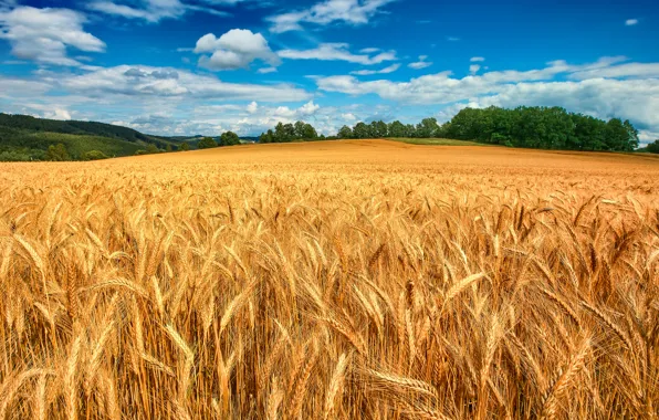 Картинка пшеница, поле, лес, небо, облака, деревья, колосья