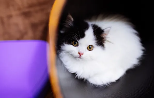 Кошка, глаза, стакан, котенок, фон, сиреневый, черно-белый, малыш