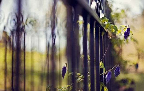 Цветы, синий, природа, забор, растение, фокус, ограда, решетка