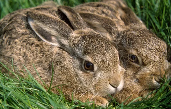 Картинка трава, кролики, зайцы