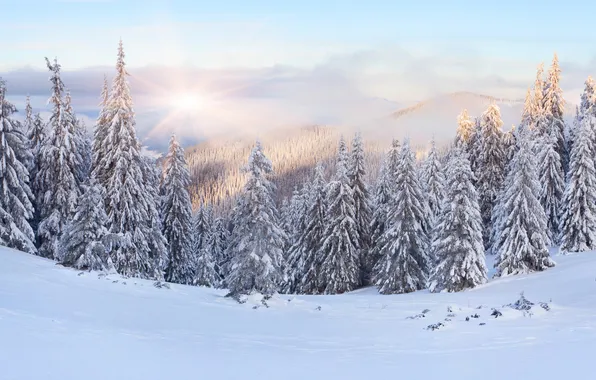 Картинка зима, лес, снег, рассвет, холмы, ёлки