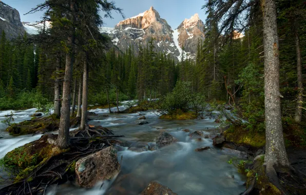 Картинка лес, деревья, горы, река, Канада, Banff National Park, Canada