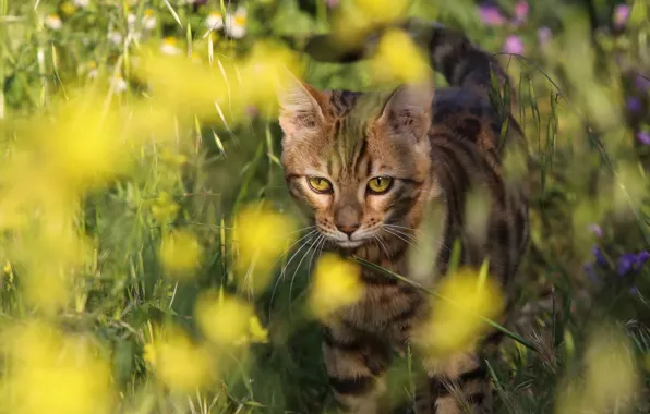 Кошка, лето, трава, кот, взгляд, цветы, природа, поза