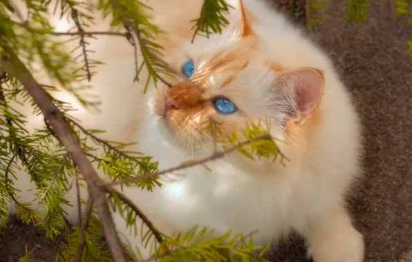 Кошка, кот, взгляд, поза, мордашка