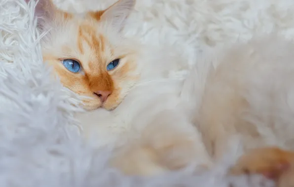 Кошка, белый, кот, взгляд, поза, пушистый, рыжий, лежит