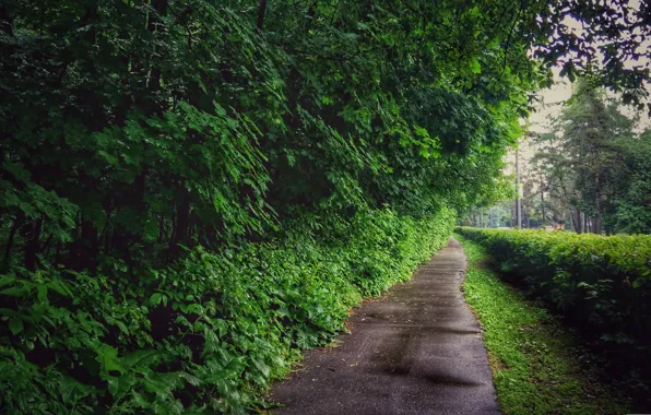 Зелень, Природа, Дерево, Дорога, Трава, Деревья, Лес, Кусты