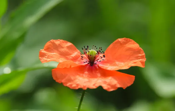 Red, flower, poppy