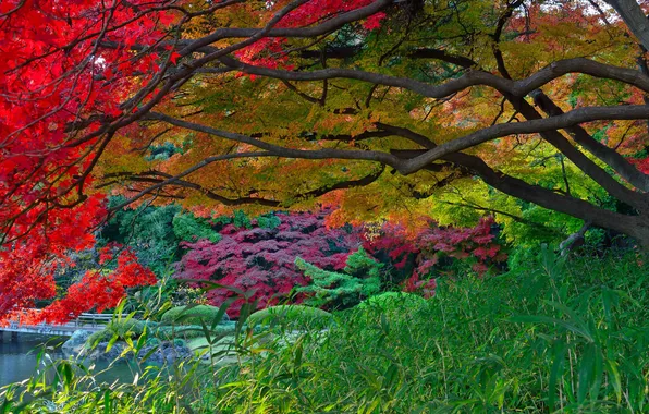 Осень, листья, деревья, озеро, парк, Япония, сад, мостик