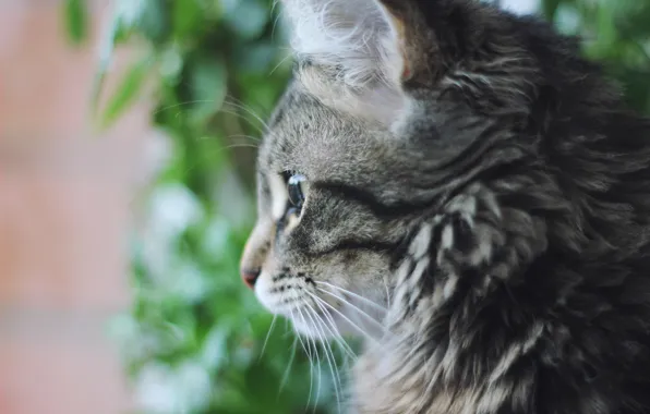 Картинка кошка, кот, милость