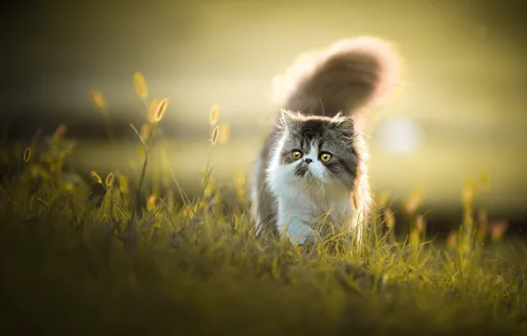 Кошка, лето, трава, кот, взгляд, свет, природа, поляна