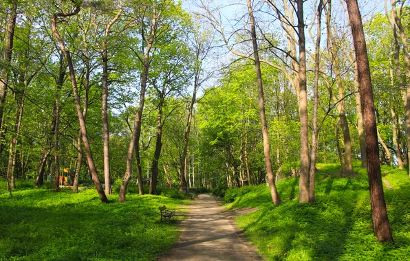 Trees, park, spring, alley