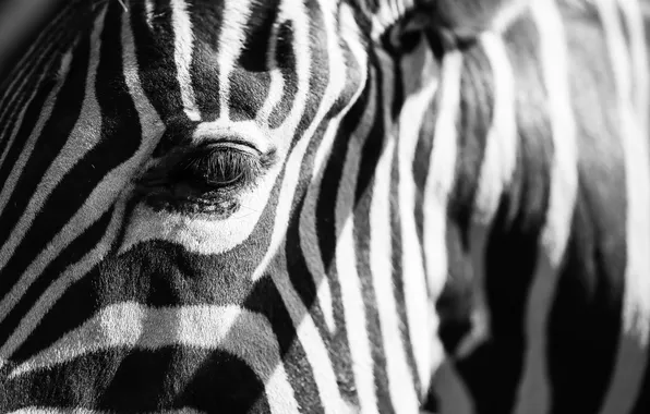 White, black, eye, zebra