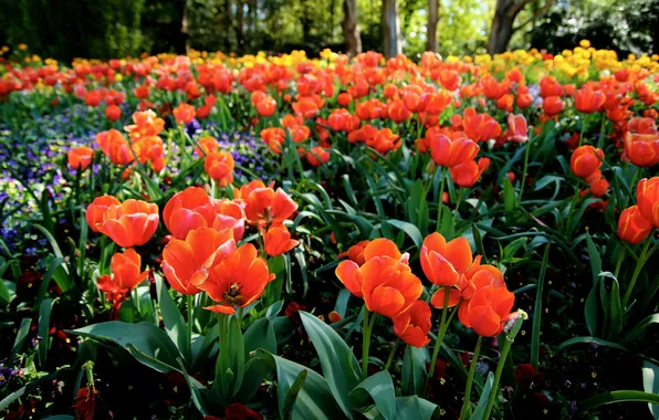 Картинка лето, цветы, лепестки, тюльпаны, оранжевые
