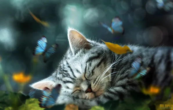 Картинка листья, бабочки, котенок, спит, ретушь, by Mr-Ripley