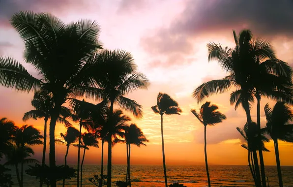 Картинка море, небо, закат, тропики, пальмы, вечер, горизонт, Гавайи