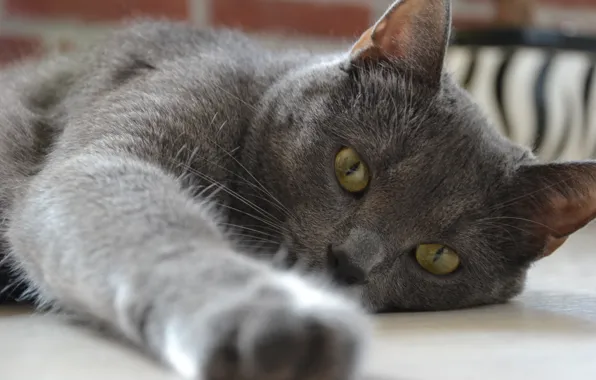 Глаза, кот, лапа, красавец
