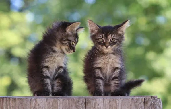 Кошки, природа, котенок, доски, котята, серые, парочка, боке