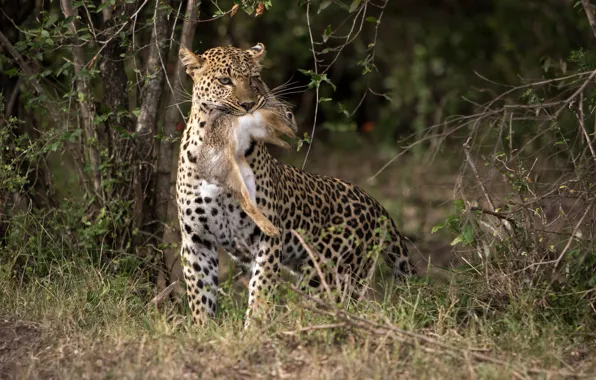 Rabbit, hunt, Lepard