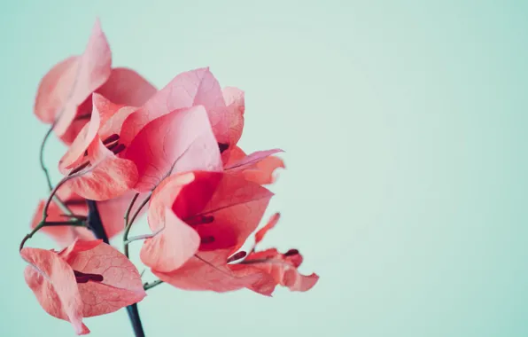 Картинка цветок, листья, розовые, бугенвиллея