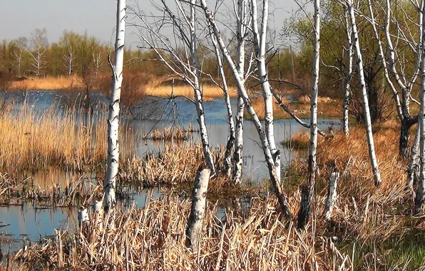 Лес, весна, Осень, берёзы