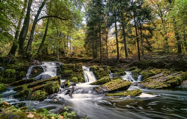Лес, пейзаж, природа, камни, водопадики