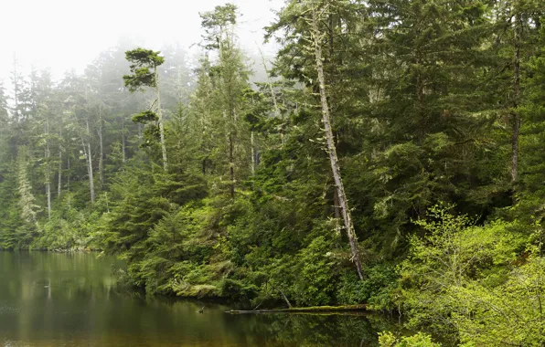 Картинка зелень, лес, деревья, туман, озеро, США, кусты, Oregon