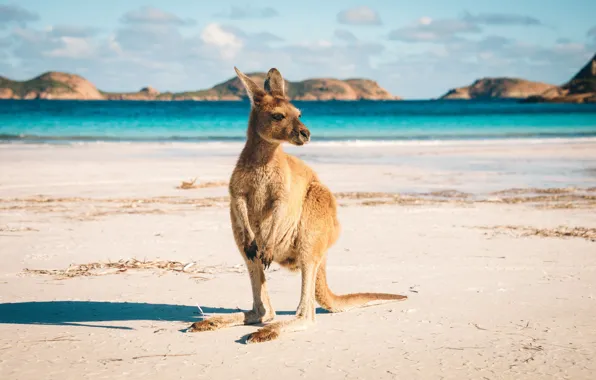 Sand, Australia, kangaroo