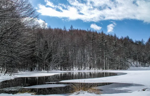 Картинка зима, лес, снег, деревья, река, Япония