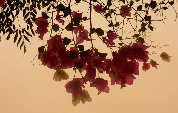 Цветок, листья, цветы, widescreen, обои, wallpaper, широкоформатные, background