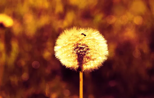 Plant, delicate, dandelion