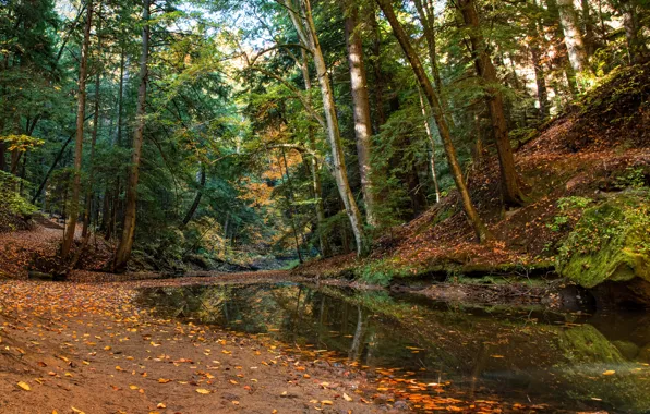 Осень, лес, деревья, ручей, Огайо, Ohio, Hocking Hills State Park