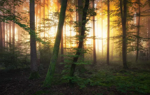 Картинка зелень, лес, солнце, свет, деревья, туман, рассвет, стволы