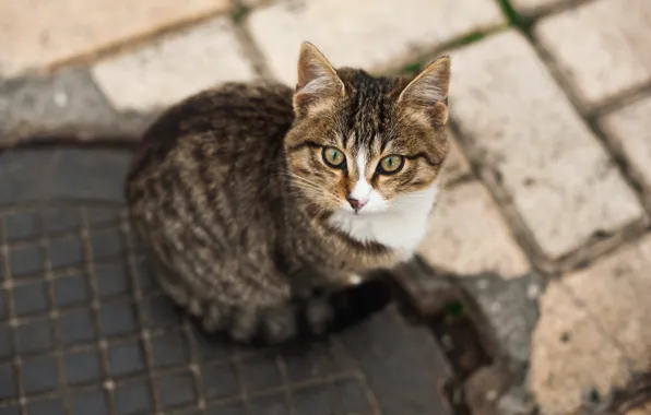 Cat, pretty, floor, feline