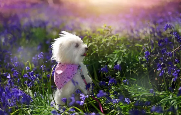 Картинка лето, цветы, природа, друг, собака