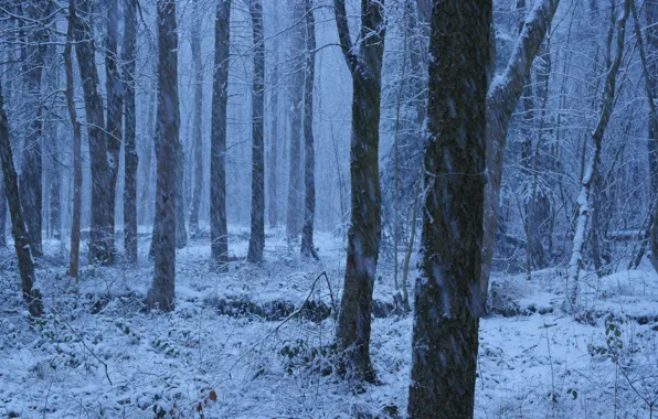 Зима, лес, снег, деревья, природа, метель