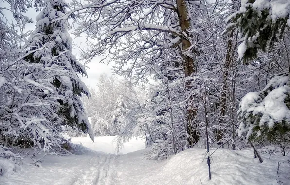 Картинка зима, лес, снег, пейзаж, природа