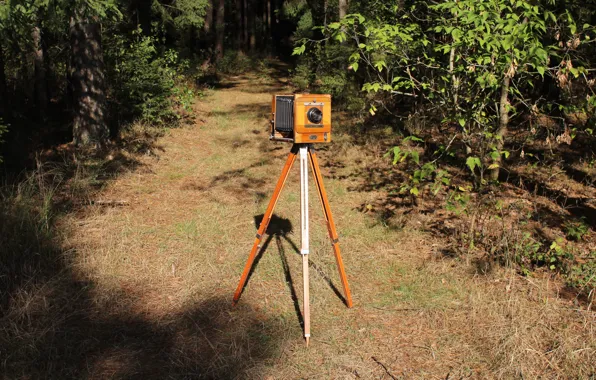 Лес, лето, camera, tripod