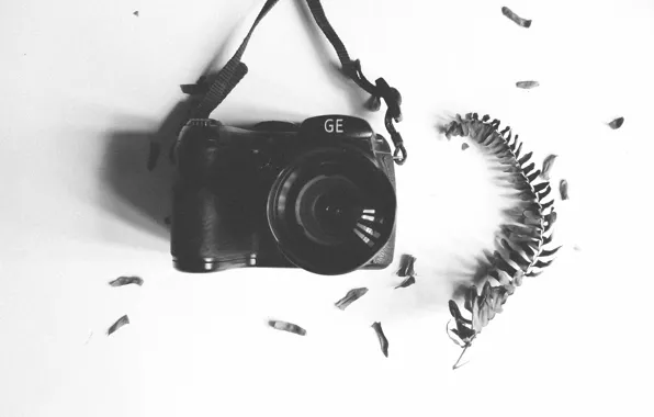 Camera, leaf, lens