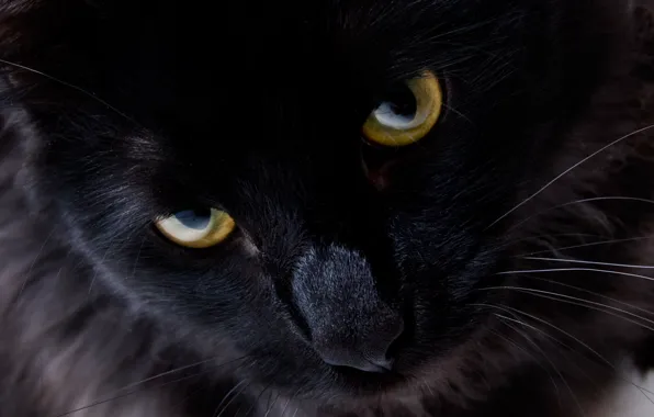 Кошка, глаза, взгляд, черный кот