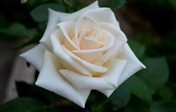 Картинка белый, цветок, роза
