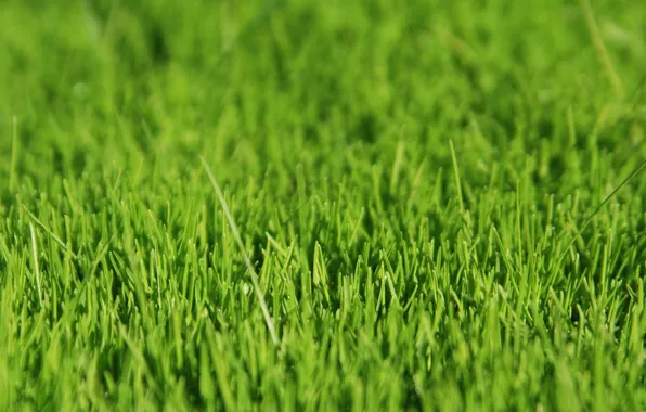 Трава, зелёный, grass