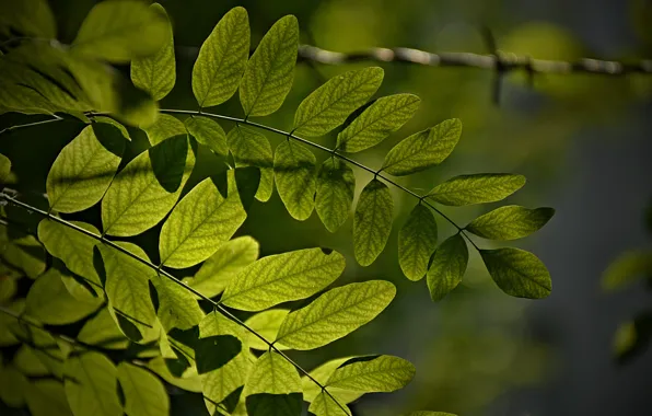 Макро, Зелёные листья, Green leaves, Macro
