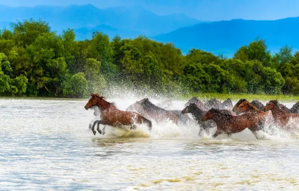 Вода, деревья, горы, брызги, синева, берег, кони, лошади