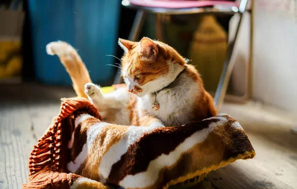 Кот, рыжий, коте