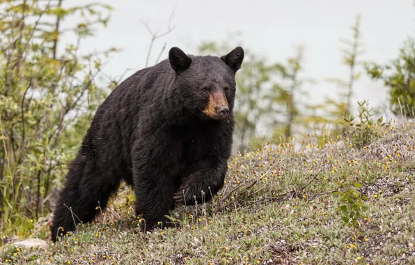 Картинка лето, природа, North American Black Bear