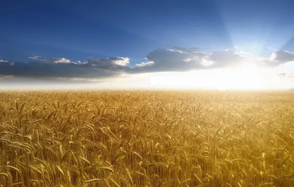 Картинка пшеница, небо, солнце, лучи, Поле