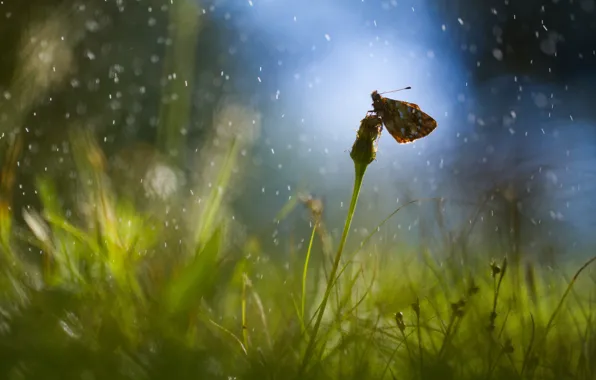 Картинка поле, трава, капли, блики, дождь, одуванчик, бабочка