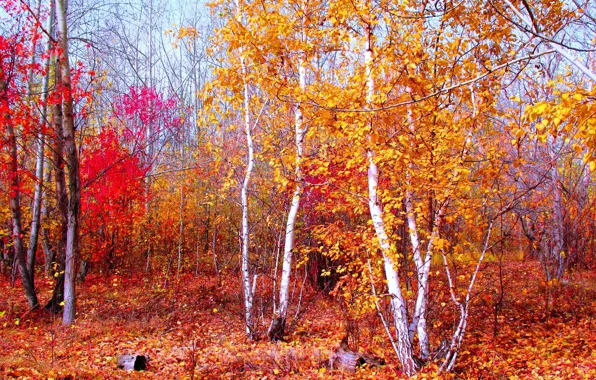 Картинка осень, лес, пейзаж, красный, природа, золото, багрец